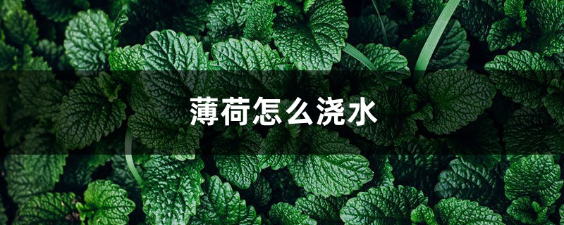 薄荷怎么浇水 薄荷怎么浇水