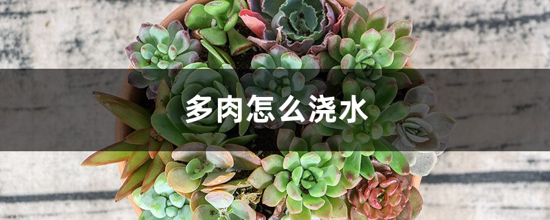 多肉怎么浇水 多肉怎么浇水