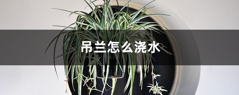 吊兰怎么浇水 吊兰怎么浇水