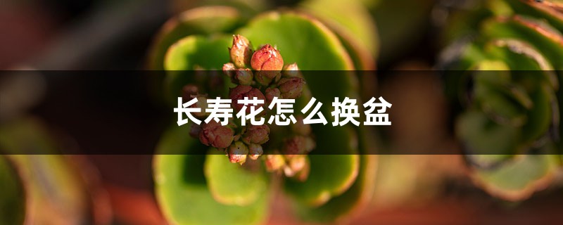 长寿花怎么换盆 长寿花怎么换盆