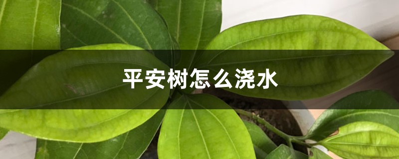 平安树怎么浇水 平安树怎么浇水