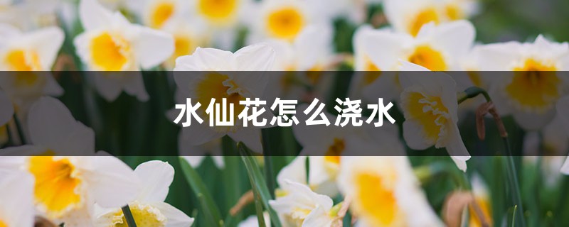 水仙花怎么浇水 水仙花怎么浇水