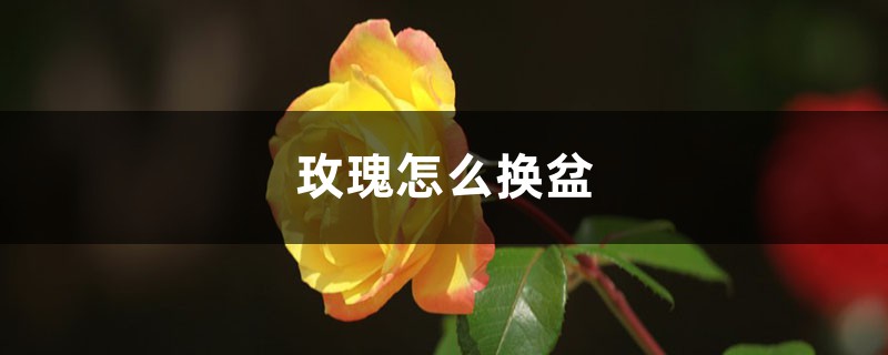 玫瑰怎么换盆 玫瑰怎么换盆