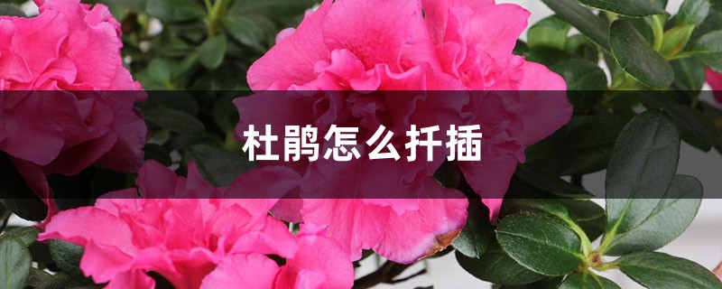 杜鹃怎么扦插