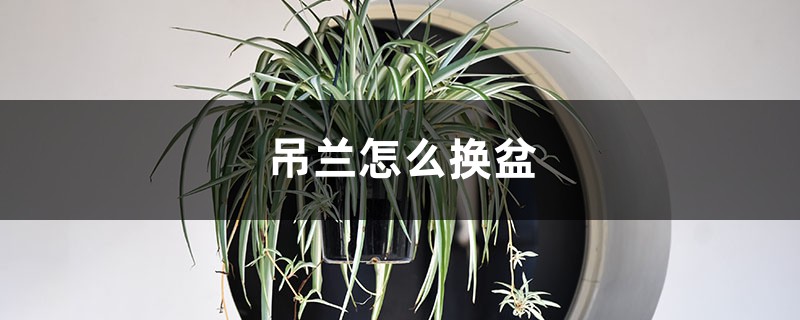吊兰怎么换盆 吊兰怎么换盆