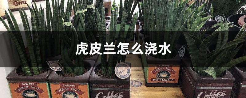 虎皮兰怎么浇水 虎皮兰怎么浇水