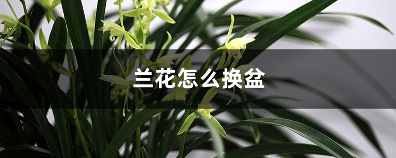 兰花怎么换盆