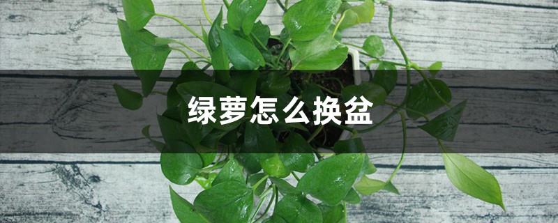 绿萝怎么换盆 绿萝怎么换盆