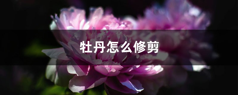 牡丹怎么修剪