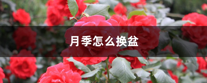 月季怎么换盆 月季怎么换盆
