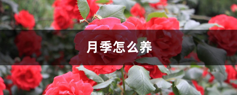 月季怎么养 月季怎么养