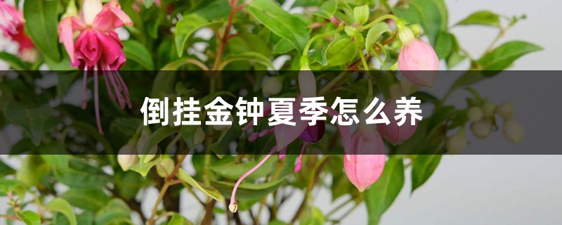 倒挂金钟夏季怎么养