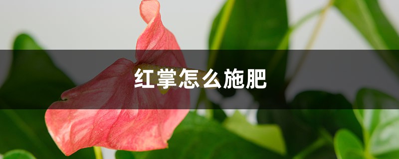 红掌怎么施肥