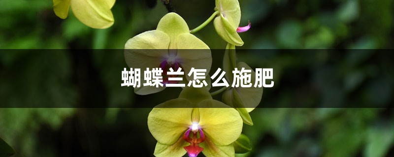 蝴蝶兰怎么施肥