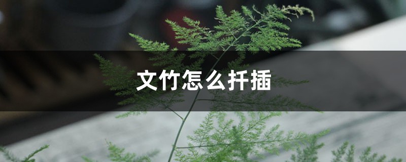 文竹怎么扦插 文竹怎么扦插
