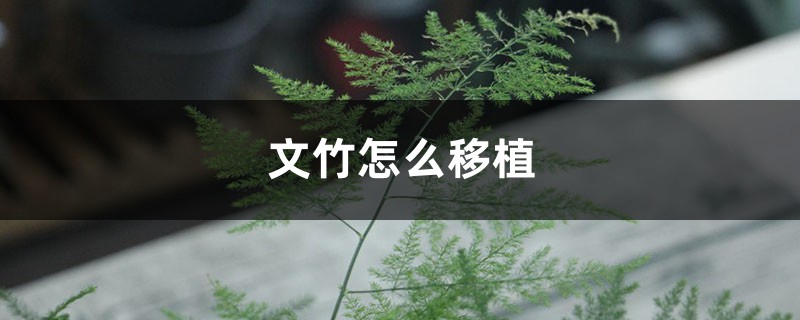 文竹怎么移植 文竹怎么移植