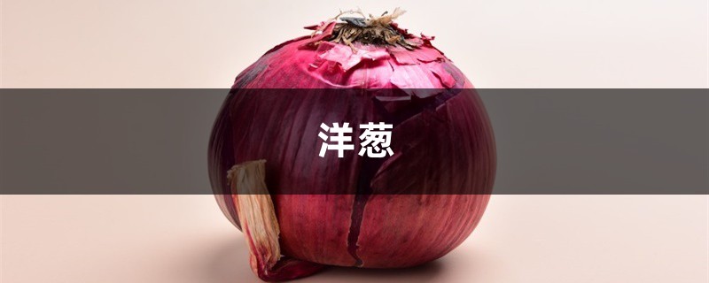 给花喝点洋葱水,2天蚊虫全死光,花朵猛开撑爆盆! 给花喝点洋葱水,2天蚊虫全死光,花朵猛开撑爆盆!