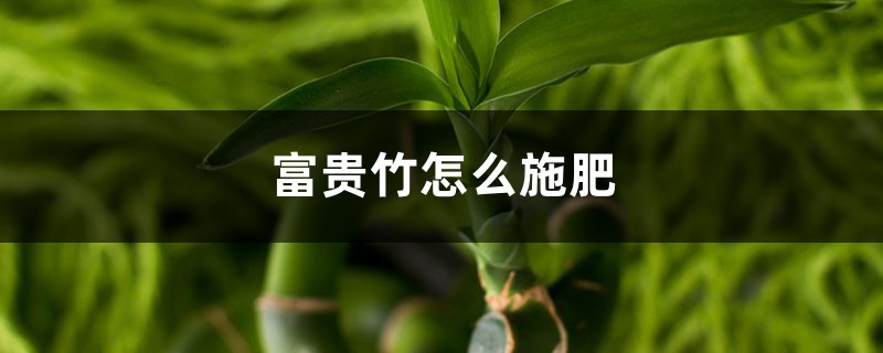 富贵竹怎么施肥