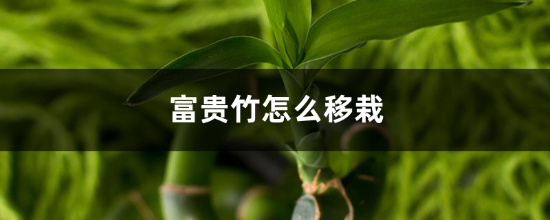 富贵竹怎么移栽