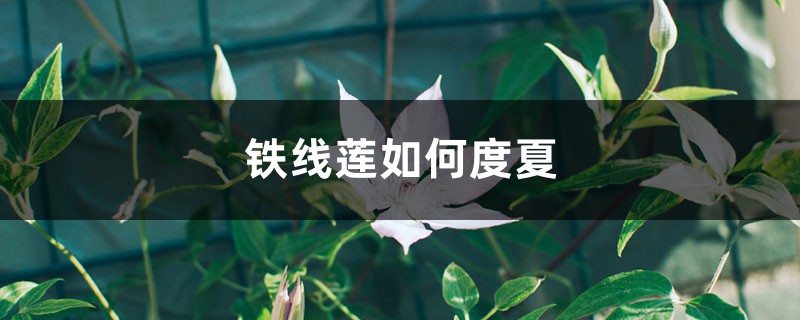 铁线莲如何度夏 铁线莲如何度夏