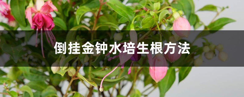 倒挂金钟水培生根方法 倒挂金钟水培生根方法