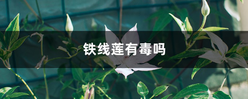 铁线莲有毒吗