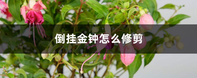 倒挂金钟怎么修剪 倒挂金钟怎么修剪