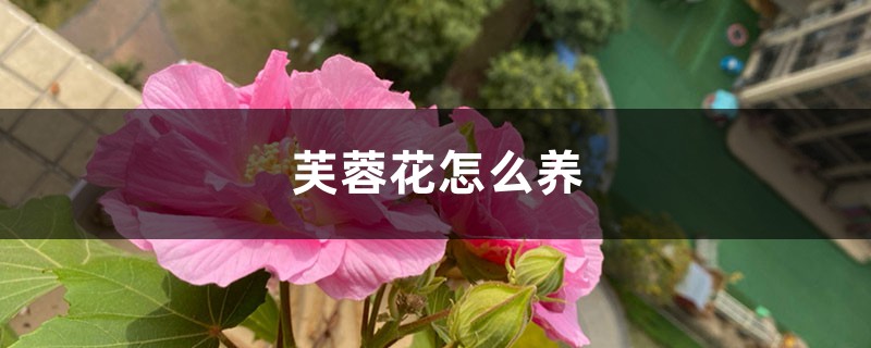 芙蓉花怎么养