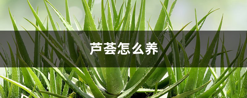芦荟怎么养 芦荟怎么养