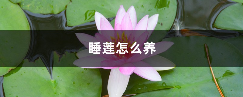 睡莲怎么养