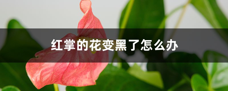 红掌的花变黑了怎么办