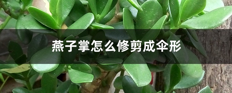 燕子掌怎么修剪成伞形