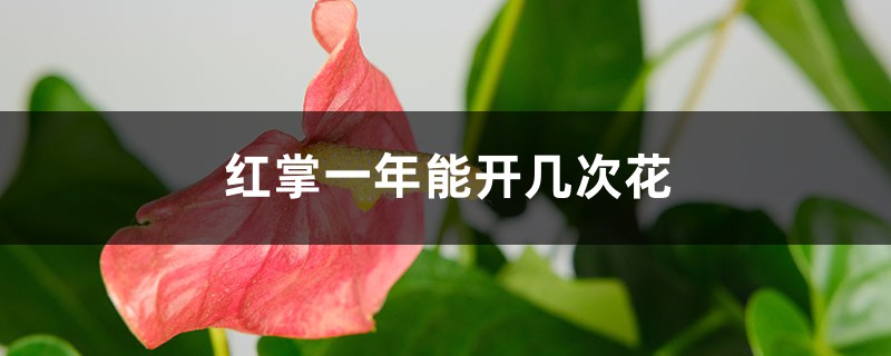 红掌一年能开几次花 红掌一年能开几次花