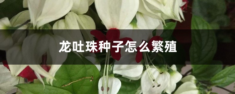 龙吐珠种子怎么繁殖 龙吐珠种子怎么繁殖