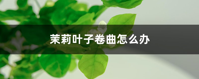 茉莉叶子卷曲怎么办
