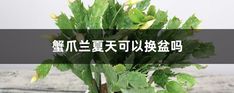 蟹爪兰夏天可以换盆吗