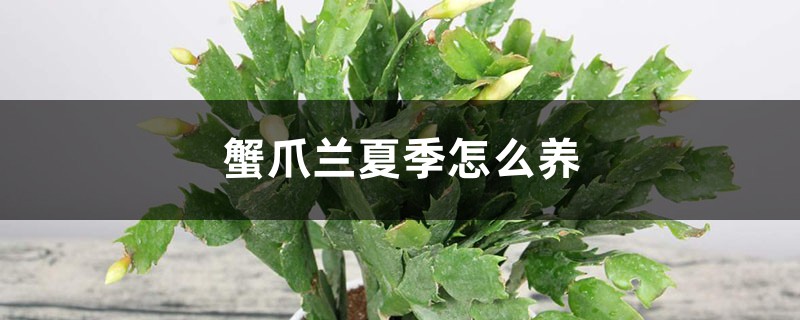 蟹爪兰夏季怎么养