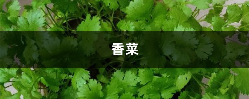 香菜40块1斤！吃不起了，赶紧自己在家种一盆！