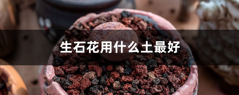 生石花用什么土最好 生石花用什么土最好