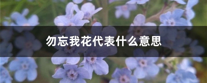 勿忘我花代表什么意思