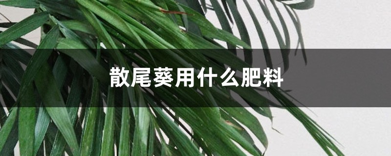 散尾葵用什么肥料 散尾葵用什么肥料