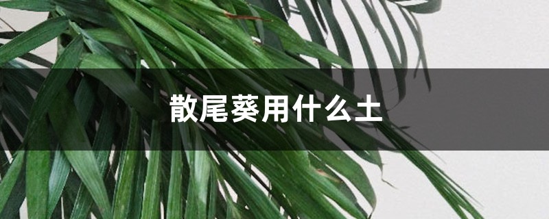散尾葵用什么土 散尾葵用什么土
