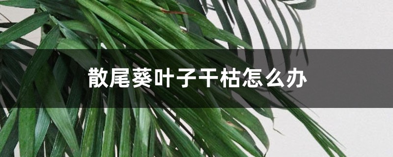 散尾葵叶子干枯怎么办