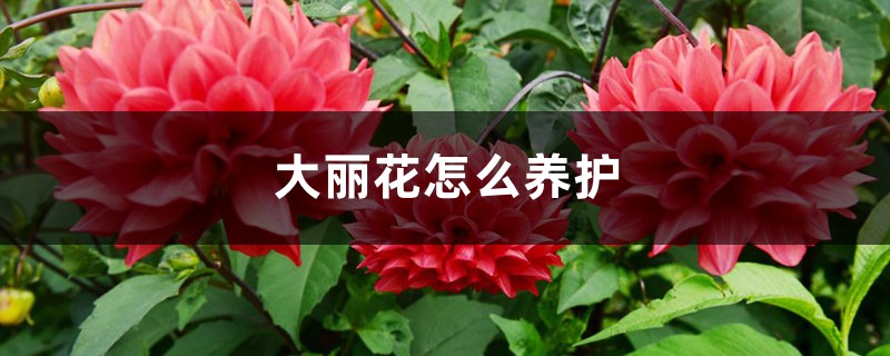 大丽花怎么养护 大丽花怎么养护