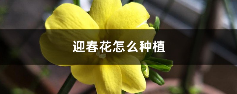 迎春花怎么种植 迎春花怎么种植