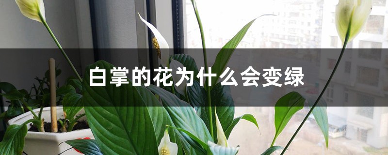 白掌的花为什么会变绿 白掌的花为什么会变绿