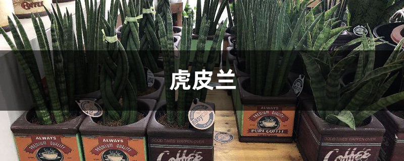 秋天养虎皮兰,浇水时候兑上点“它”,侧芽长不停! 秋天养虎皮兰,浇水时候兑上点“它”,侧芽长不停!