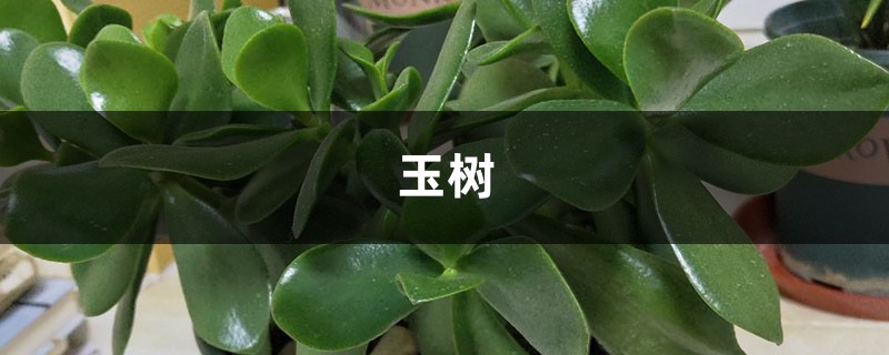 想要“玉树”长得快,学会这2招,玉树蹭蹭长成“老桩” 想要“玉树”长得快,学会这2招,玉树蹭蹭长成“老桩”