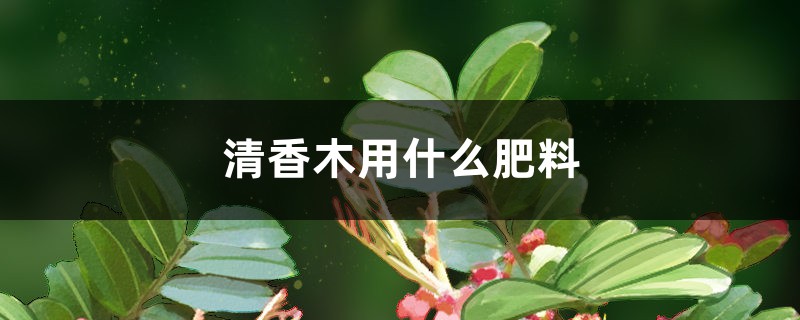 清香木用什么肥料