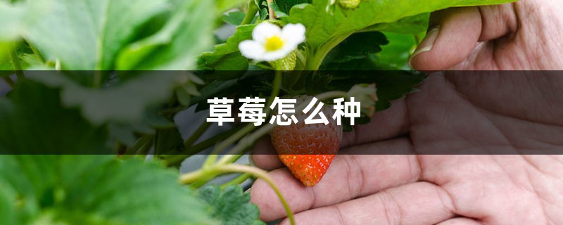 草莓怎么种